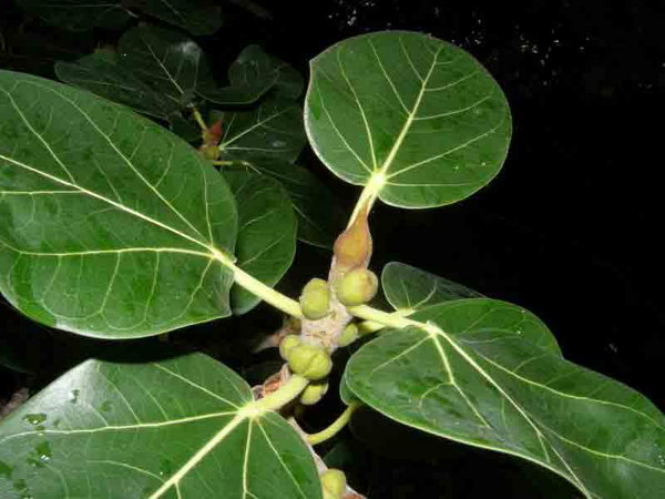 आज करें बड़ के पत्ते का ये एक उपाय, साल भर नहीं होगी पैसों की कमी