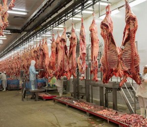 cow-slaughter_1426368195 (1)
