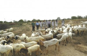 sheep646-1425754086