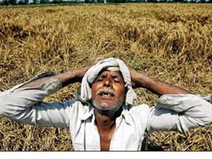 MP: किसानों को 2000 रुपये से कम मुआवजा नहीं