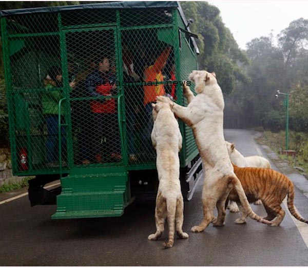 शेर-बाघ यूं करते हैं अटैकलोहे के पिंजरे में कैद रहते हैं लोग,