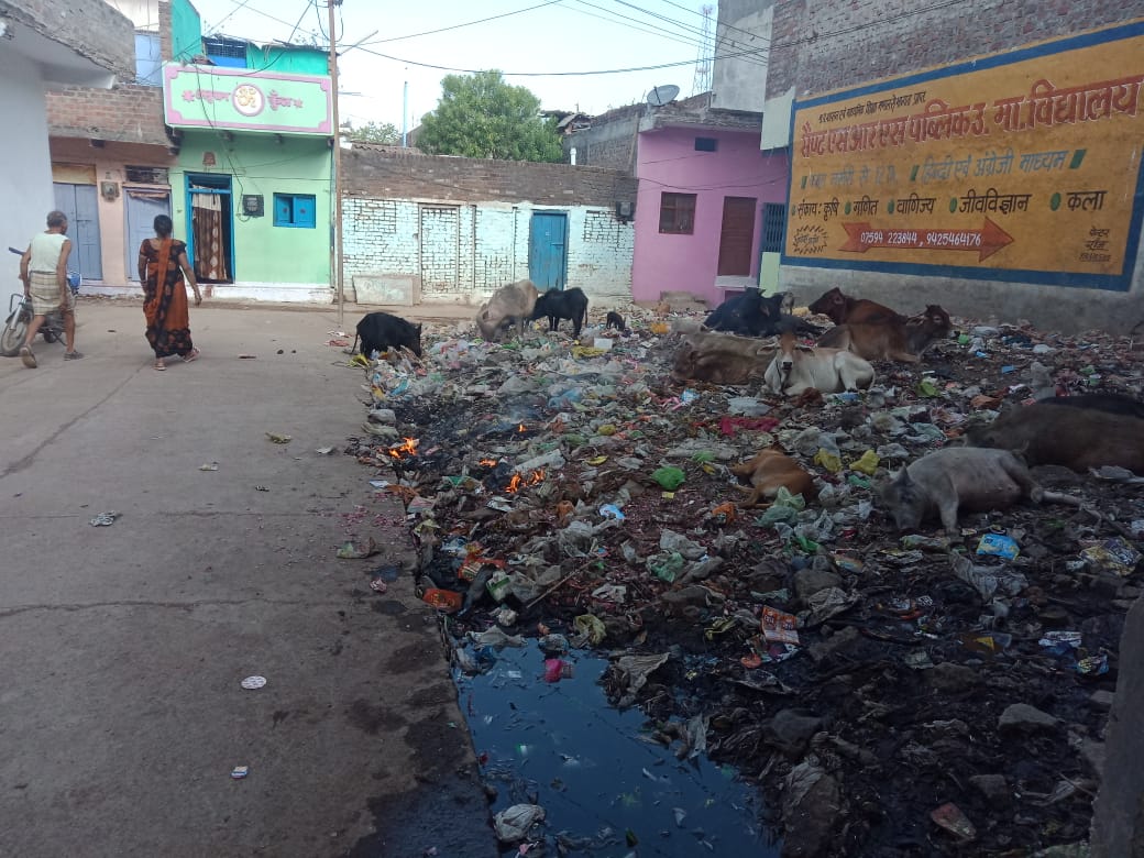 आवारा सुवरो के कारण फेल रही हैं गंदगी