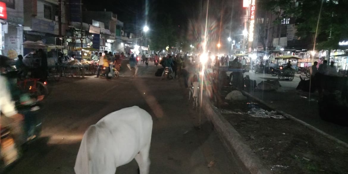 शहर  की मुख्य सड़को  आवारा पशुओ का राज