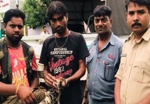 घायल मोर को किया वन विभाग के हवाले