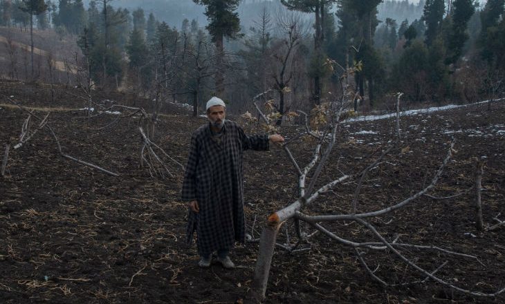 जम्मू-कश्मीर से रिपोर्ट:प्रशासन ने सेब के हजारों पेड़ों को अतिक्रमण मानकर काट दिया, 15 लाख लोगों की रोजी पर संकट