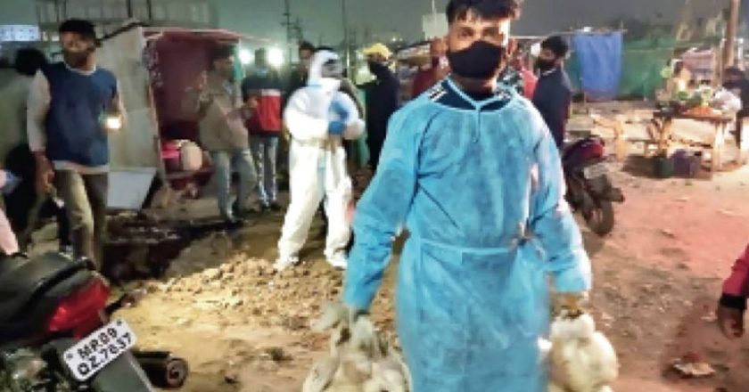 दोहरे खतरे की दस्तक:कौओं के बाद अब मुर्गी में मिला बर्ड फ्लू का वायरस, ब्रिटेन से लौटे यात्री में कोरोना के नए स्ट्रेन की पुष्टि