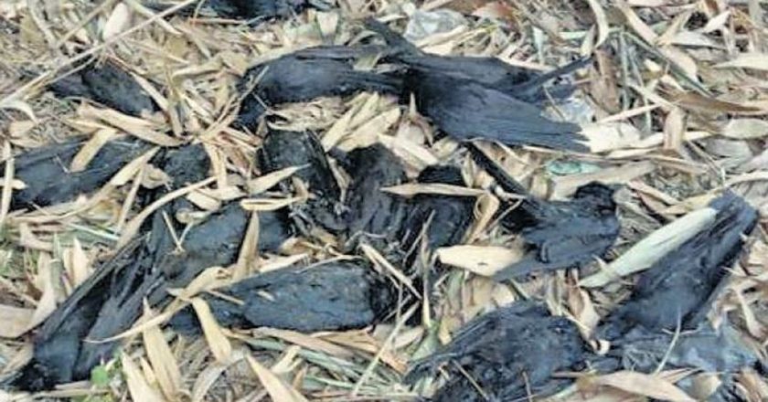 बर्ड फ्लू:मप्र में केरल व आसपास के राज्यों से मुर्गे-मुर्गी लाने पर रोक, केंद्र ने कहा- इंसानों में तेजी से फैलता है इसलिए सतर्कता रखें