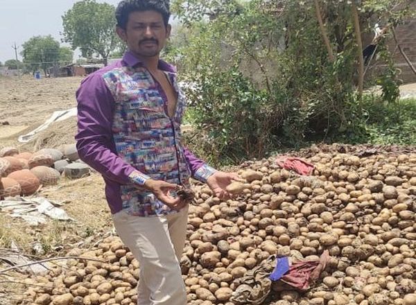 लाॅकडाउन के साइड इफेक्ट:खेत से आलू निकालते समय भाव 6 से 8 रु. मिले, किसान ने आलू-प्याज घर पर ही स्टोर किया, लॉकडाउन के कारण अब गोबर के गड्ढे में डाले