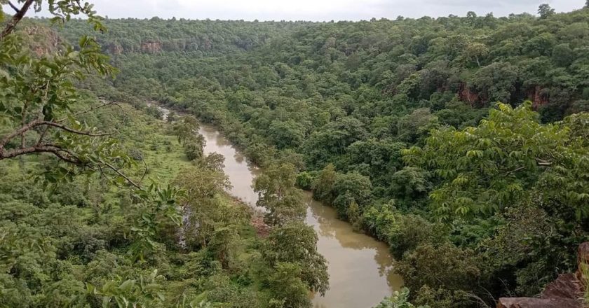 हीरों के लिए ‘सांसें’ छीनने की तैयारी:बकस्वाहा जंगल से 3.42 करोड़ कैरेट के हीरे निकालने के लिए काटे जाएंगे 2.15 लाख पेड़; बचाने के लिए 50 से अधिक संगठन लामबंद, पेड़ काटे तो होगा चिपको आंदोलन