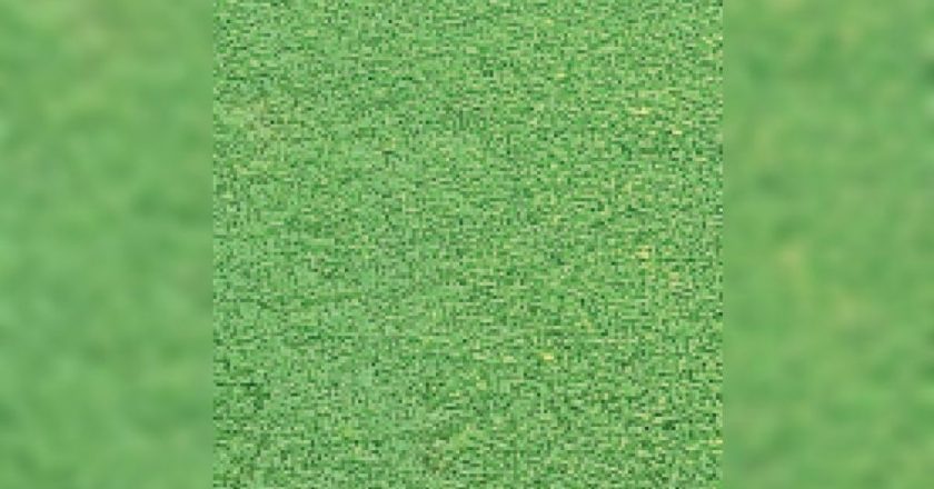 कृषि वैज्ञानिक:फसल को बचाने के लिए पीले पड़ रहे पौधों को उखाड़कर फेंकें किसान