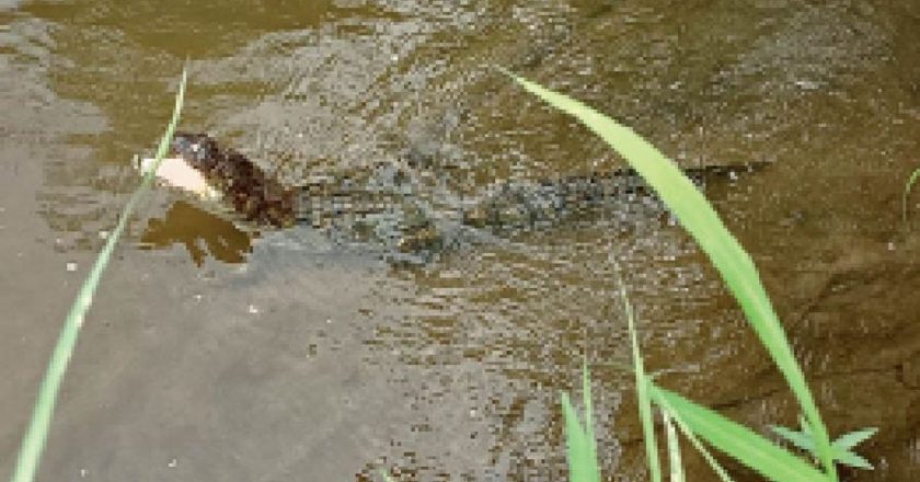 सनसनी फैली:सुगनखेड़ी बेरखेड़ी में जख्मी मगर का रेस्क्यू, भोपाल भेजा, जबड़े में पुरानी चोट, उम्र 6 से 7 माह