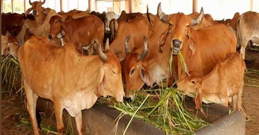 2 साल में 156 गोशालाएं मंजूर:30 करोड़ खर्च फिर भी 113 अधूरी, नतीजा… जिले में 30 हजार मवेशी सड़क पर