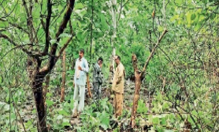 ज्यादती के बाद हत्या:आरोपी काे पहचानती थी बच्ची, इसीलिए चरवाहे ने दुष्कर्म के बाद कर दी थी हत्या