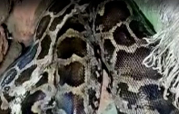 बैतूल में 10 फीट लंबे अजगर का रेस्क्यू, VIDEO:दो मुर्गियां हजम कर घर में कुंडली मारी, फुफकार से घबराए घरवाले रातभर बाहर बैठे रहे; पकड़ने वाले पर भी झपटा