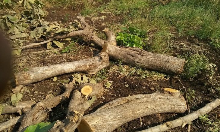 लकड़ी घोटाला:निगम के पास कोई हिसाब नहीं, शहर में हर साल गायब हो जाती हैं 6 करोड़ रुपए की लकड़ियां