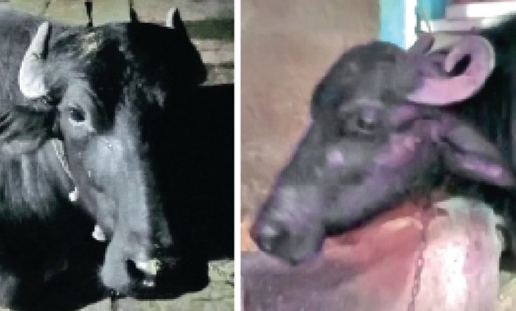 विदिशा में दो मुर्रा भैंसें चोरी:51 लोगों ने 5 दिन तक 50 से ज्यादा गांवों में की सर्चिंग, 25 किमी दूर खेत में मिलीं भूरी और छम्मो