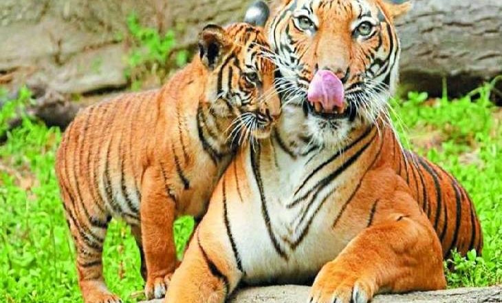 भारत का राष्ट्रीय पशु है बाघ,पाकिस्तान का जानेंगे तो हंस पड़ेंगे