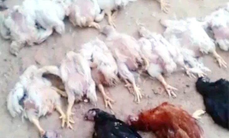 ओडिशा में अजीब मामला:बालासोर में शादी में बज रहे DJ की आवाज से 63 मुर्गियों की हार्ट अटैक से मौत, फार्म मालिक ने दर्ज कराई FIR