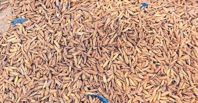 अनदेखी से बर्बादी:तीन साल से ओपन कैप में रखा 1.67 करोड़ रुपए का 930 टन धान सड़ा