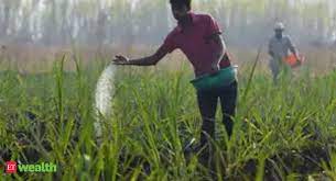 किसानों पर दोहरी मार:ऐसे तो बर्बाद हो जाएगी फसल…यूरिया की कमी से पौधे हुए कमजोर; पत्ते भी पीले पड़े