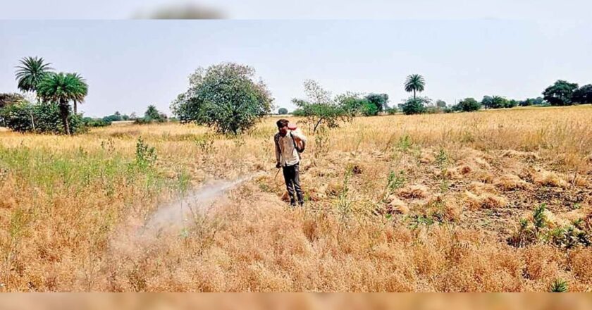 फसल काटने का संकट:सूखी फसल के दाने खेत में ही न गिर जाएं इसलिए किसान पानी का कर रहे छिड़काव