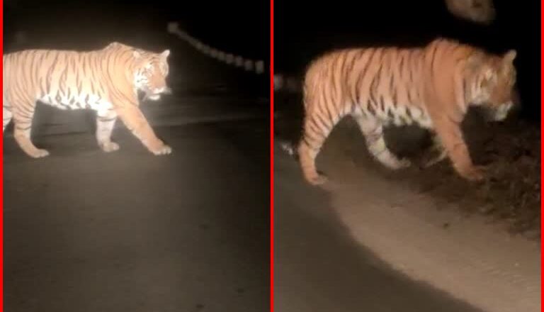 टाइगर की दहाड़ से दहला जंगल:रायसेन में सड़क पार करते हुए राहगीरों को दिखाया गुस्सा; जहां थे, वहीं थम गए लोग