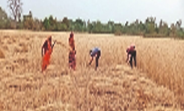 फसल को लेकर घबराए किसान:गेहूं की 80 प्रतिशत फसल अभी खेतों में पकी खड़ी, अचानक छाए बादलों से चेहरों पर मायूसी
