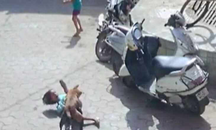 विदिशा में आइसक्रीम लेने के लिए दौड़ी, कुत्ते ने पीछा कर गिराया और बुरी तरह नोंचा…