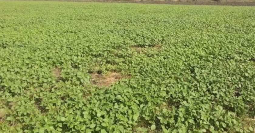 700 हेक्टेयर तक पहुंचा मूंग फसल का रकबा, मंडी में 6 से 7 हजार तक दाम