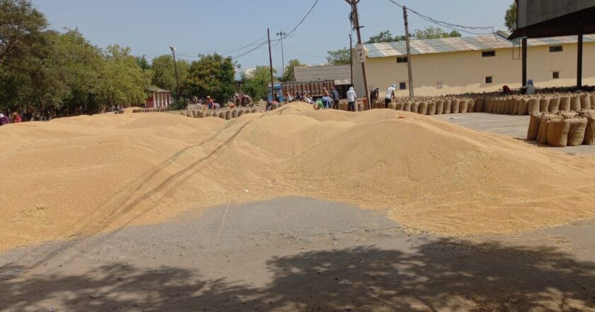 गेंहू निर्यात प्रतिबंध से इटारसी के व्यापािरयों के लगभग 15 करोड़ रुपए अटके