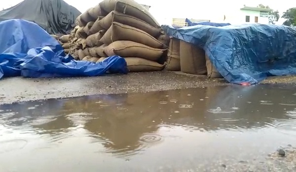 भीषण गर्मी में जोरदार बारिश, पानी में भीगा साढ़े तीन करोड़ का गेहूं