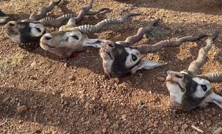 5 काले हिरण मारकर ले जा रहे शिकारियों से मुठभेड़ में 3 पुलिसवालों की मौत