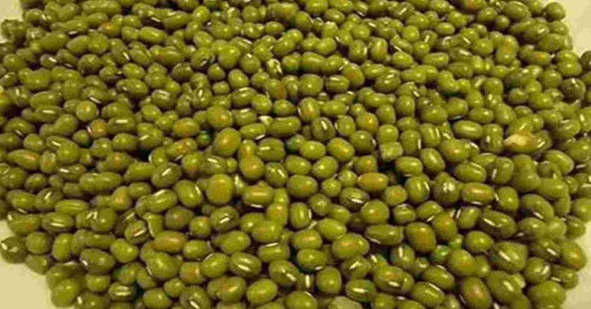 समर्थन मूल्य पर मूंग की खरीदी में छोटे किसानों को बड़ा झटका