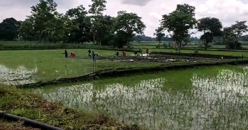 धान की हुई 25 प्रतिशत बोवनी , मक्का पहुंची 50 प्रतिशत से अधिक