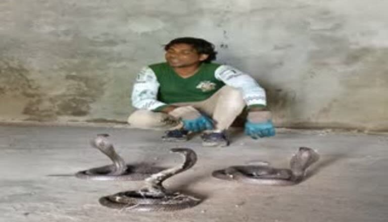 एक साथ फन फैलाए बैठे थे 8 कोबरा सांप, जिसने भी देखा रह गया दंग