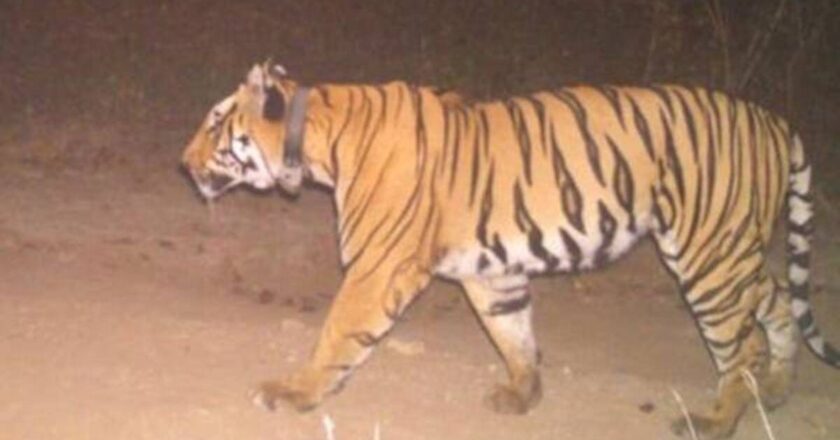 बाघ के आतंक से कांप उठा महाराष्ट्र का चंद्रपुर जिला, 23वां इंसान बना शिकार