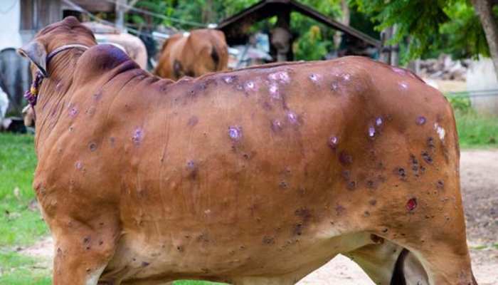 लंपी वायरस का खतरा-सरकार ने लिया बड़ा फैसला, जारी किए ये निर्देश
