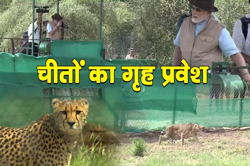 कूनो नेशनल पार्क में दिखा PM Modi का खास अंदाज, चीतों को छोड़ा और फोटोग्राफी भी की