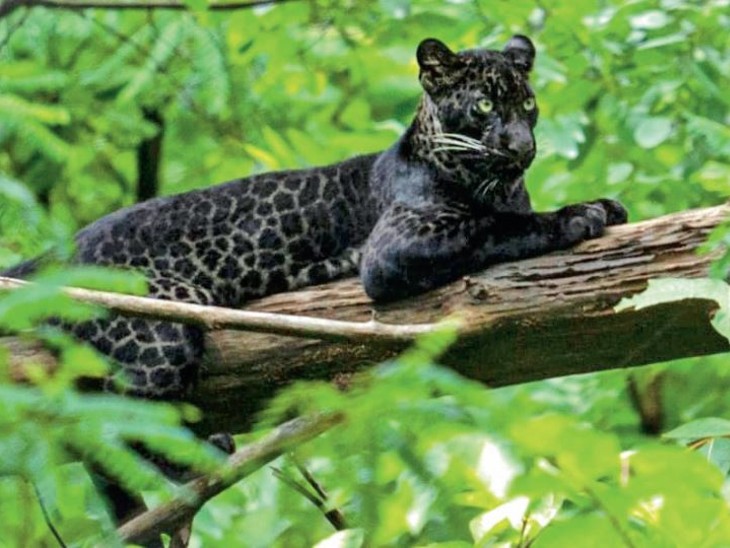 ओडिशा के जंगलों में दिखा दुर्लभ प्रजाति का काला तेंदुआ, हरकत में आई वन विभाग की टीम