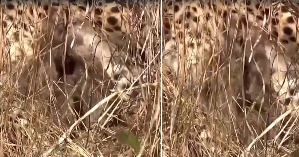 कूनो नेशनल पार्क में फिर गूंजी किलकारी, चीता ज्वाला ने तीन शावकों को जन्म दिया